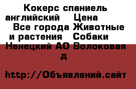 Кокерс спаниель английский  › Цена ­ 4 500 - Все города Животные и растения » Собаки   . Ненецкий АО,Волоковая д.